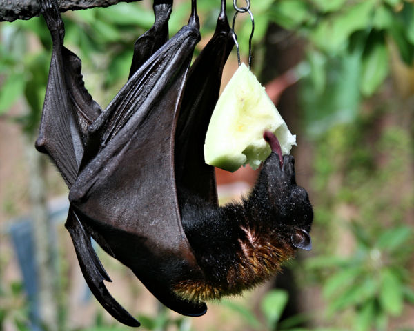 Fruit bat at a zoo